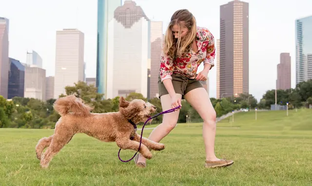 Beyond the Dog, LLC — photo from the business 1