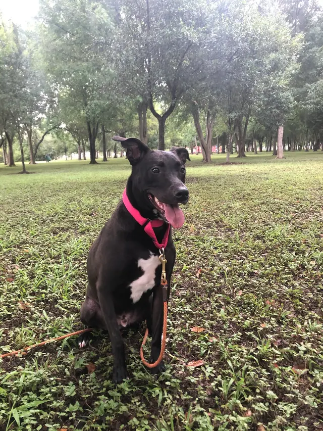 Beyond the Dog, LLC — photo from the business 6