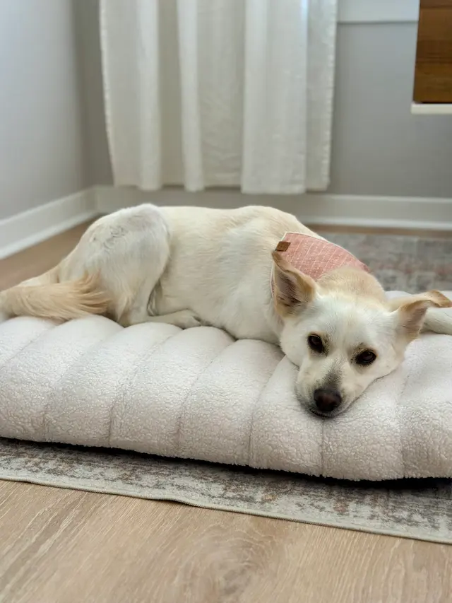 Beyond the Dog, LLC — customer photo 7