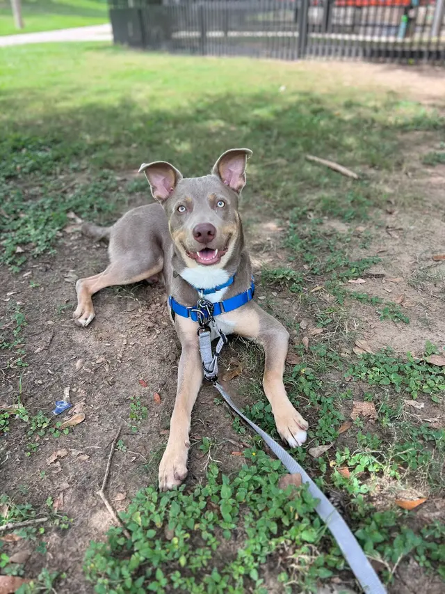 Beyond the Dog, LLC — customer photo 4