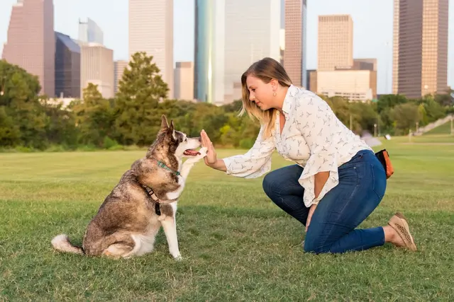 Beyond the Dog, LLC — photo from the business 12