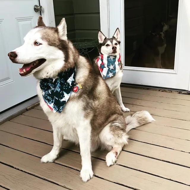 Beyond the Dog, LLC — photo from the business 10