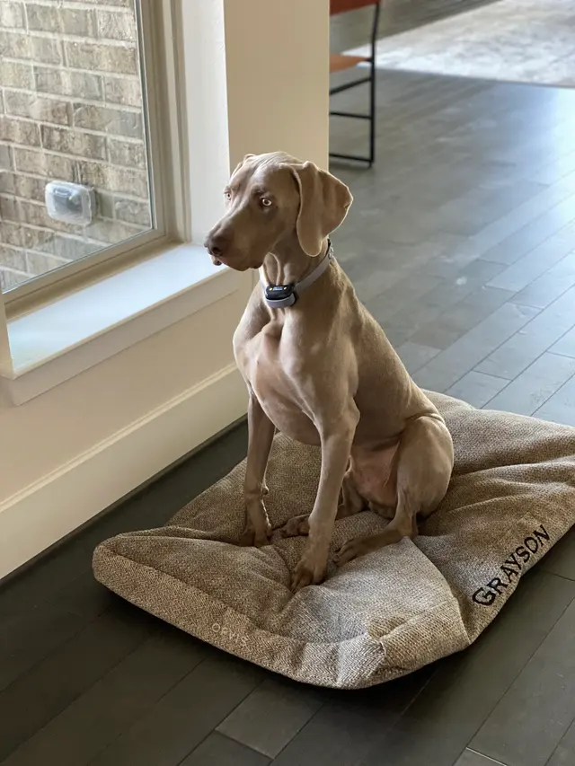 Beyond the Dog, LLC — customer photo 9