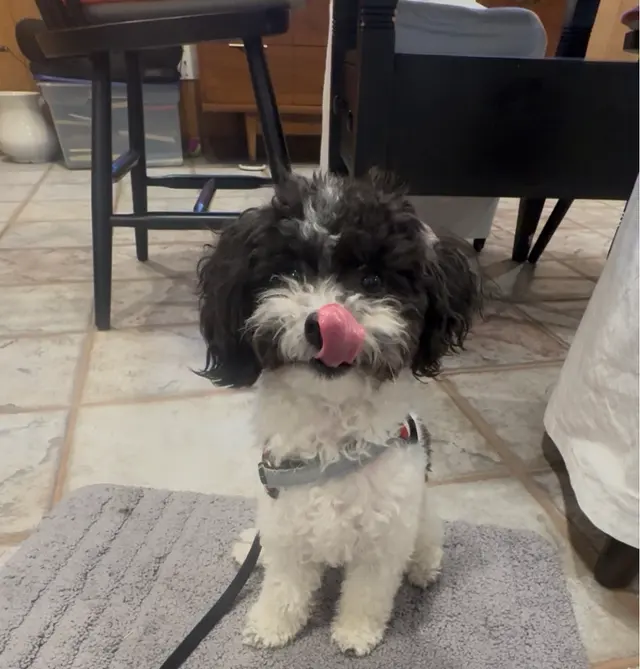 Smarty Paws Dog Training — photo from the business 12
