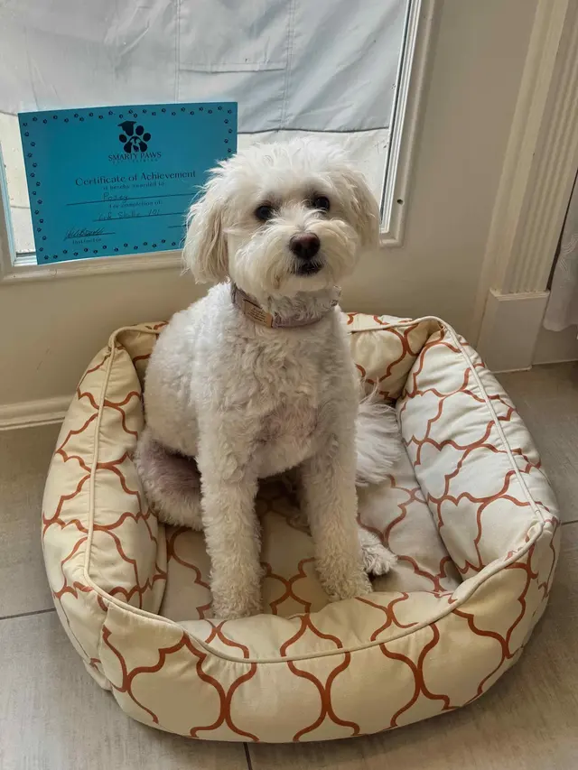 Smarty Paws Dog Training — customer photo 4