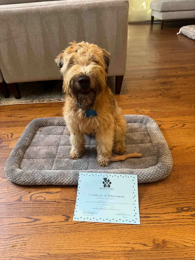 Smarty Paws Dog Training — customer photo 7