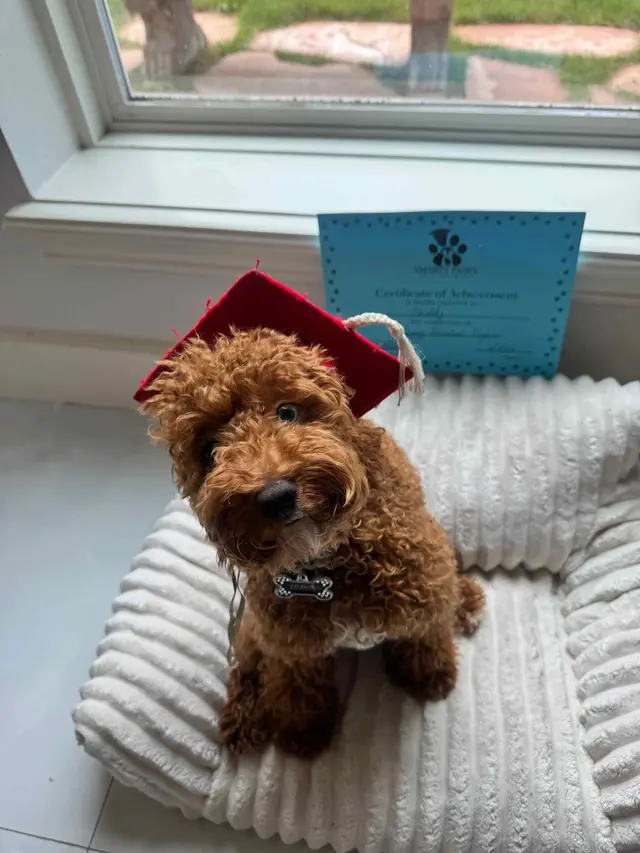 Customer photo of work by Smarty Paws Dog Training, from Sade Anding's review