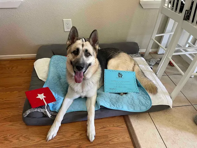 Smarty Paws Dog Training — customer photo 6