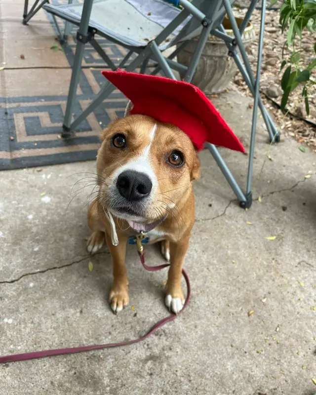 Smarty Paws Dog Training — photo from the business 5