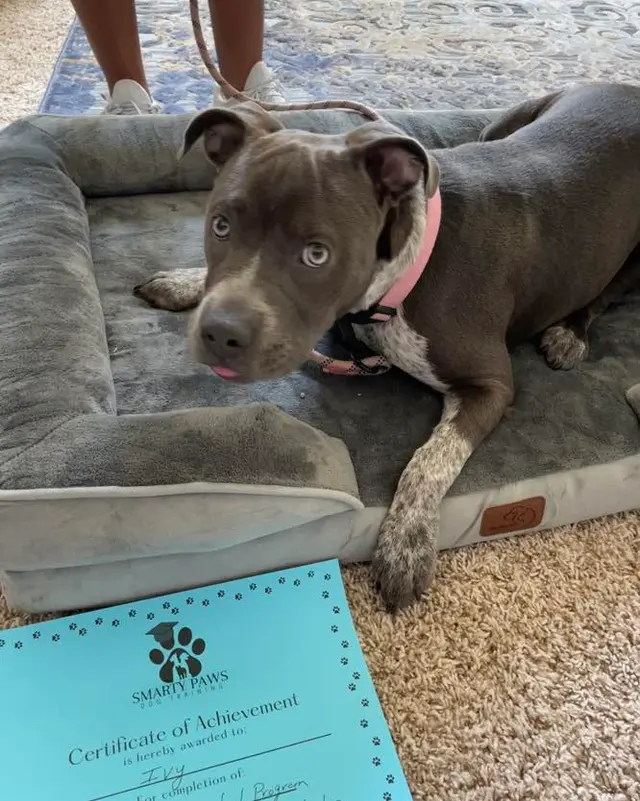 Smarty Paws Dog Training — photo from the business 11