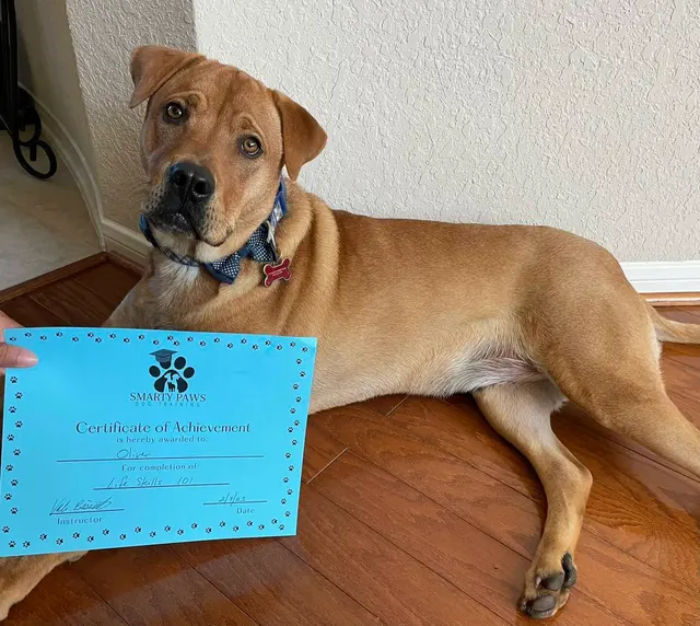 Smarty Paws Dog Training — photo from the business 8