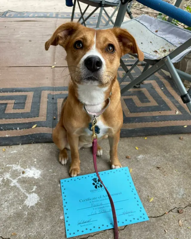 Smarty Paws Dog Training — photo from the business 10