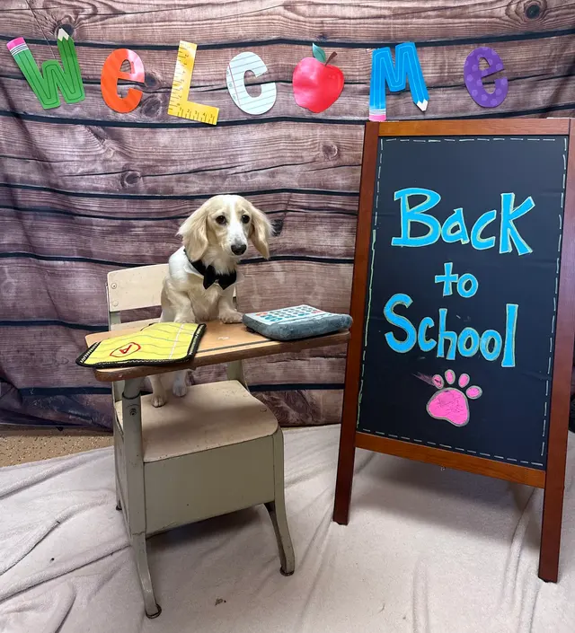 Customer photo of work by Waggin' Tails Pet Ranch, from Delaney Chapman's review
