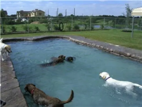 Waggin' Tails Pet Ranch — photo from the business 8