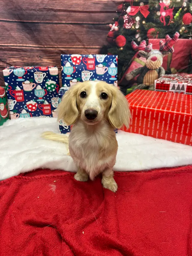 Customer photo of work by Waggin' Tails Pet Ranch, from Delaney Chapman's review