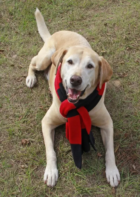Waggin' Tails Pet Ranch — photo from the business 6
