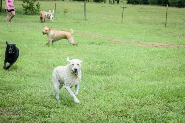 Waggin' Tails Pet Ranch — photo from the business 1