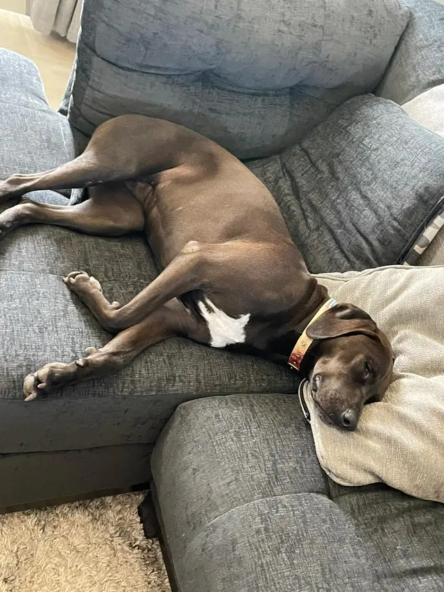 Waggin' Tails Pet Ranch — customer photo 4