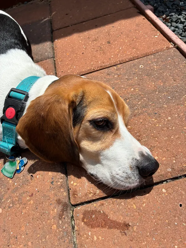 Waggin' Tails Pet Ranch — customer photo 2