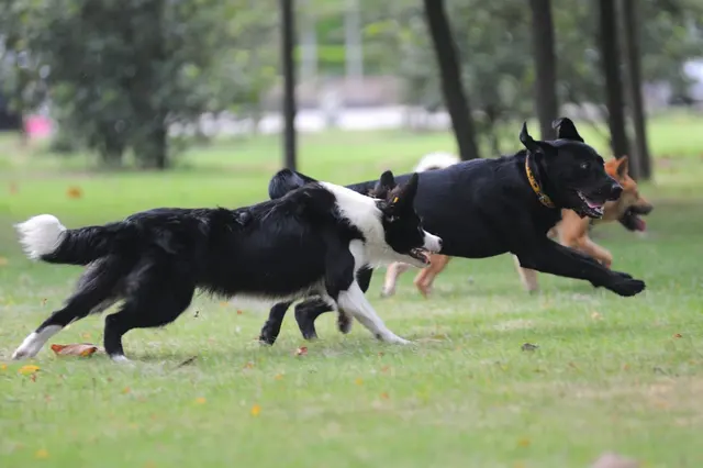 Waggin' Tails Pet Ranch — photo from the business 9