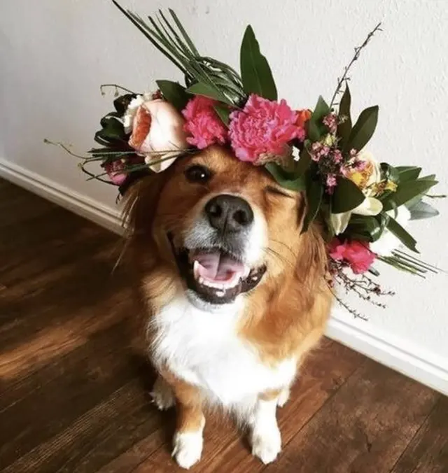 Waggin' Tails Pet Ranch — photo from the business 7