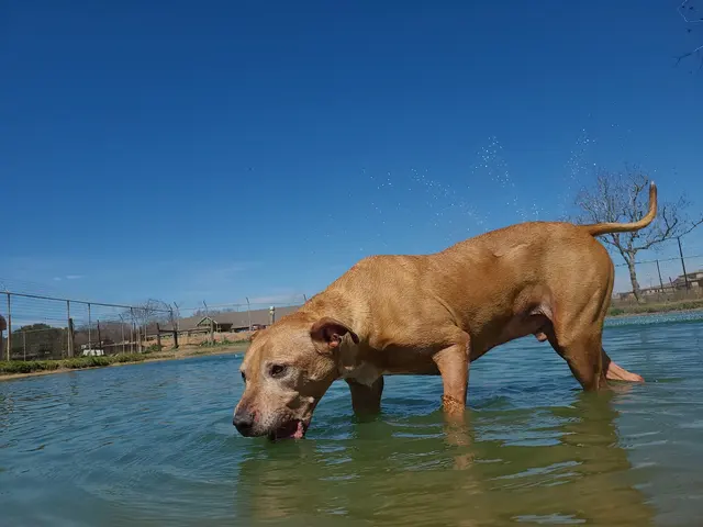 Waggin' Tails Pet Ranch — customer photo 3