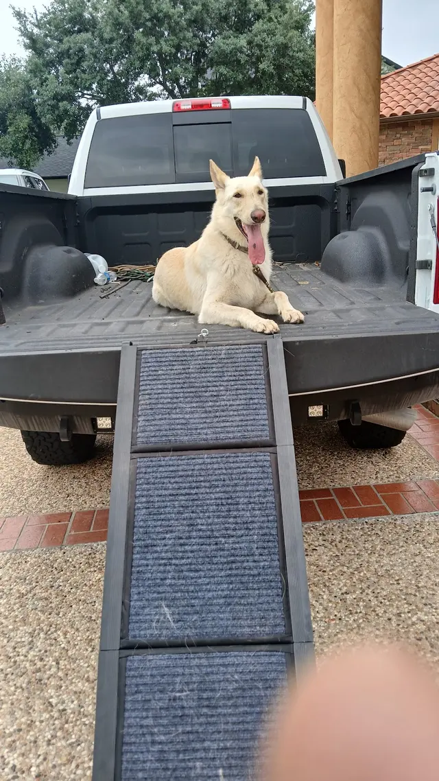 All 4 Paws Dog Training — photo from the business 8