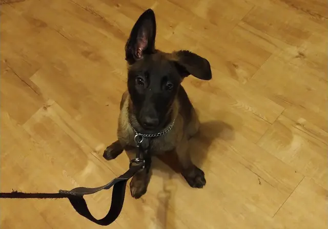 All 4 Paws Dog Training — photo from the business 10