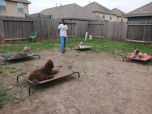 All 4 Paws Dog Training — photo from the business 6