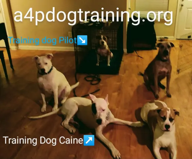 All 4 Paws Dog Training — photo from the business 4