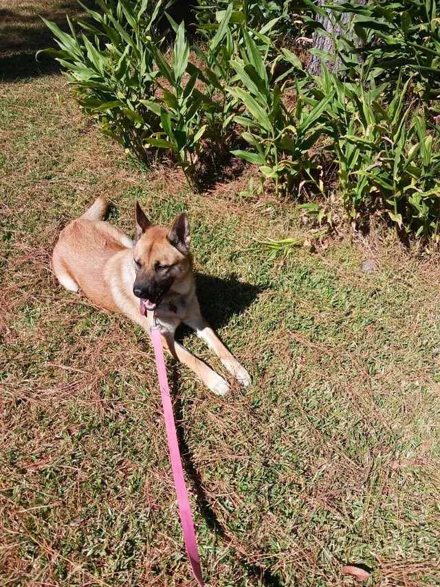 All 4 Paws Dog Training — photo from the business 7