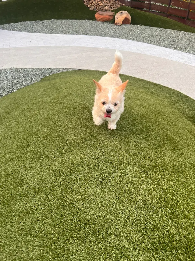 Customer photo of work by All 4 Paws Dog Training, from Trang Trinh's review