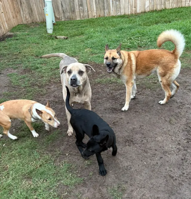 All 4 Paws Dog Training — photo from the business 5