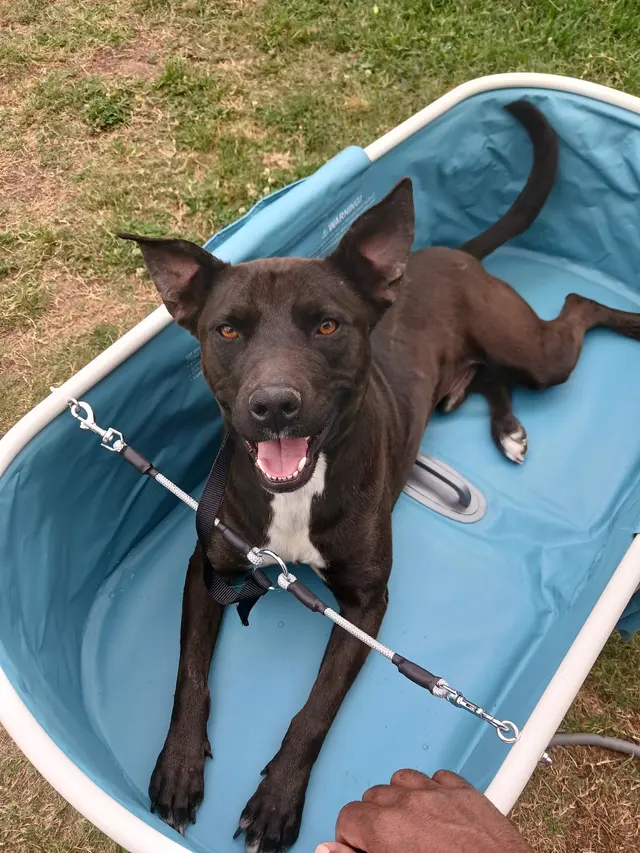 All 4 Paws Dog Training — photo from the business 9