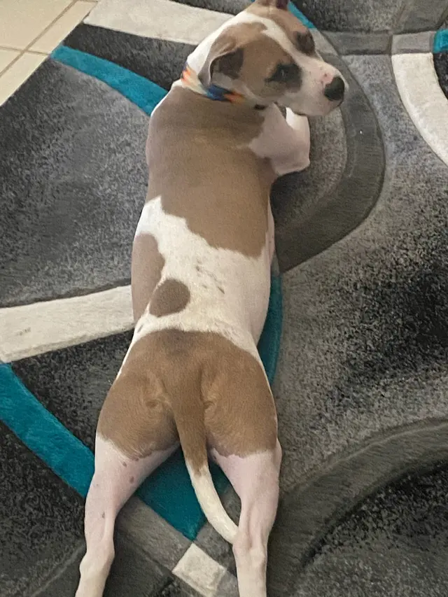 All 4 Paws Dog Training — photo from the business 12