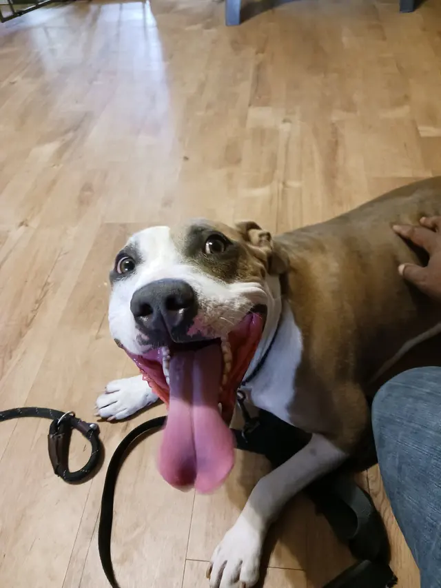 All 4 Paws Dog Training — photo from the business 3