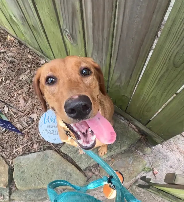 Shelmar Kennels — customer photo 8