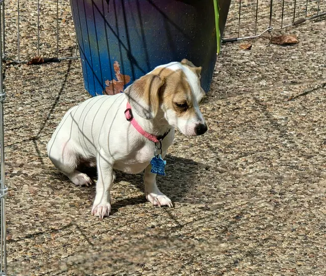 Shelmar Kennels — customer photo 5