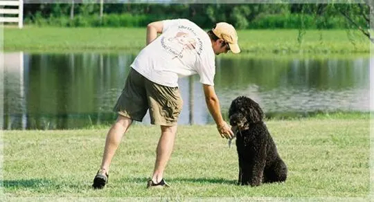 Shelmar Kennels — photo from the business 7