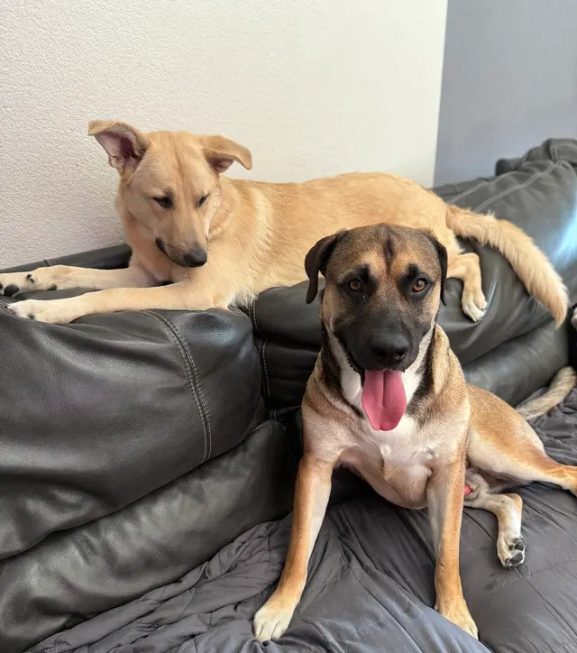 Shelmar Kennels — customer photo 2