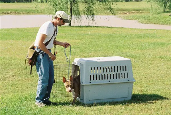 Shelmar Kennels — photo from the business 6