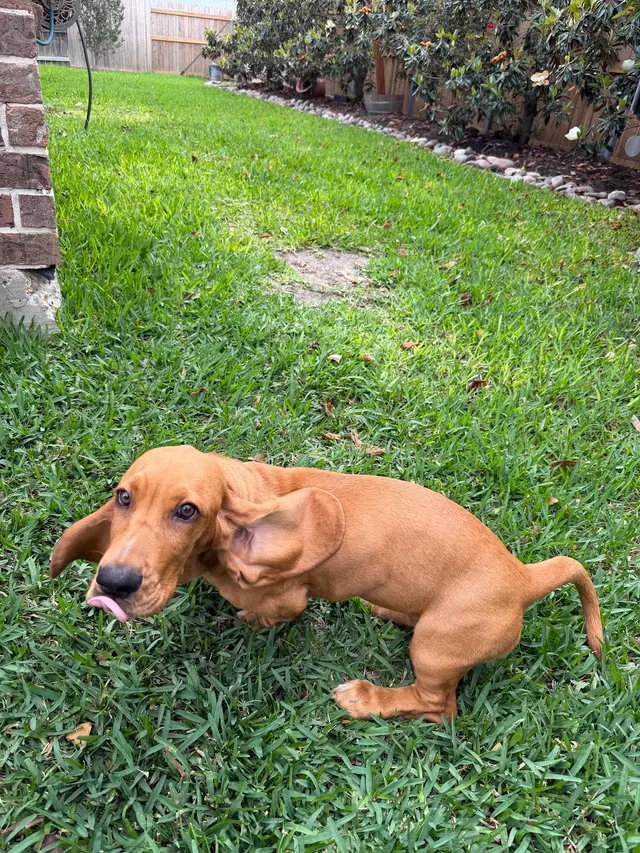 Shelmar Kennels — customer photo 10
