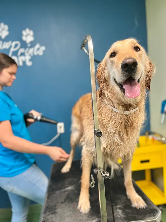 Meadowlake Pet Resort — photo from the business 5