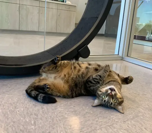 Meadowlake Pet Resort — photo from the business 9