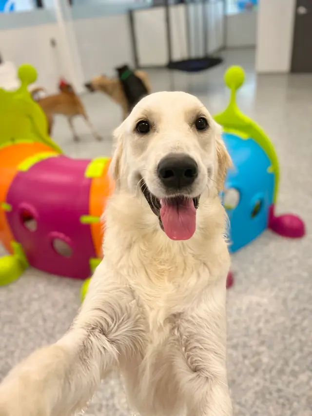 Meadowlake Pet Resort — photo from the business 7