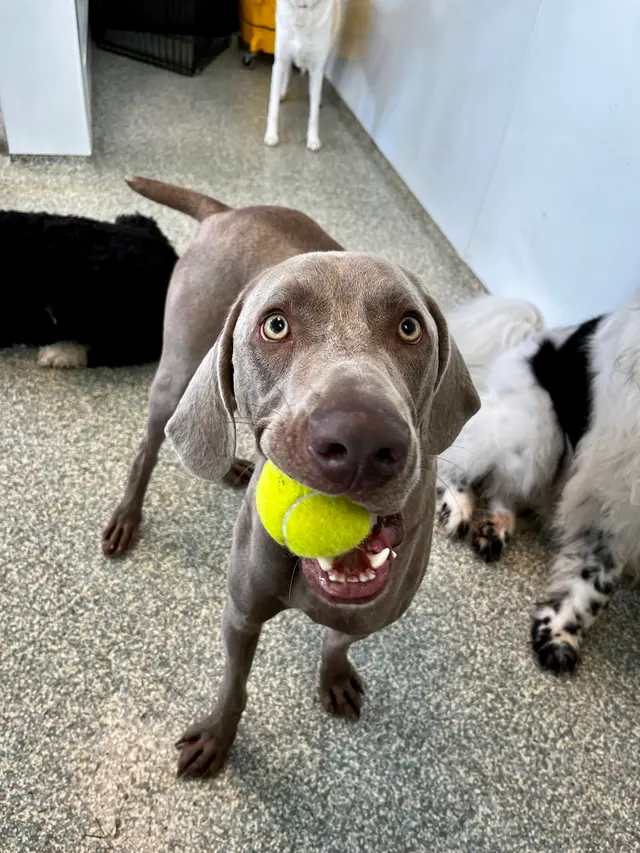Meadowlake Pet Resort — photo from the business 11
