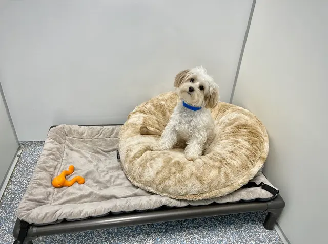 Meadowlake Pet Resort — photo from the business 6