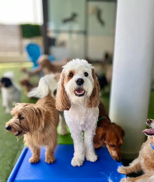 Meadowlake Pet Resort — photo from the business 4