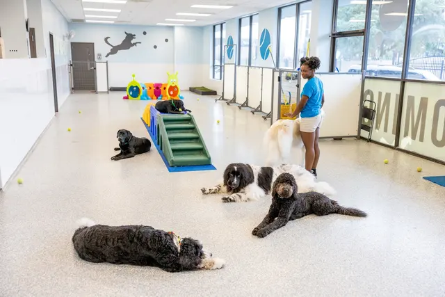 Meadowlake Pet Resort — photo from the business 12