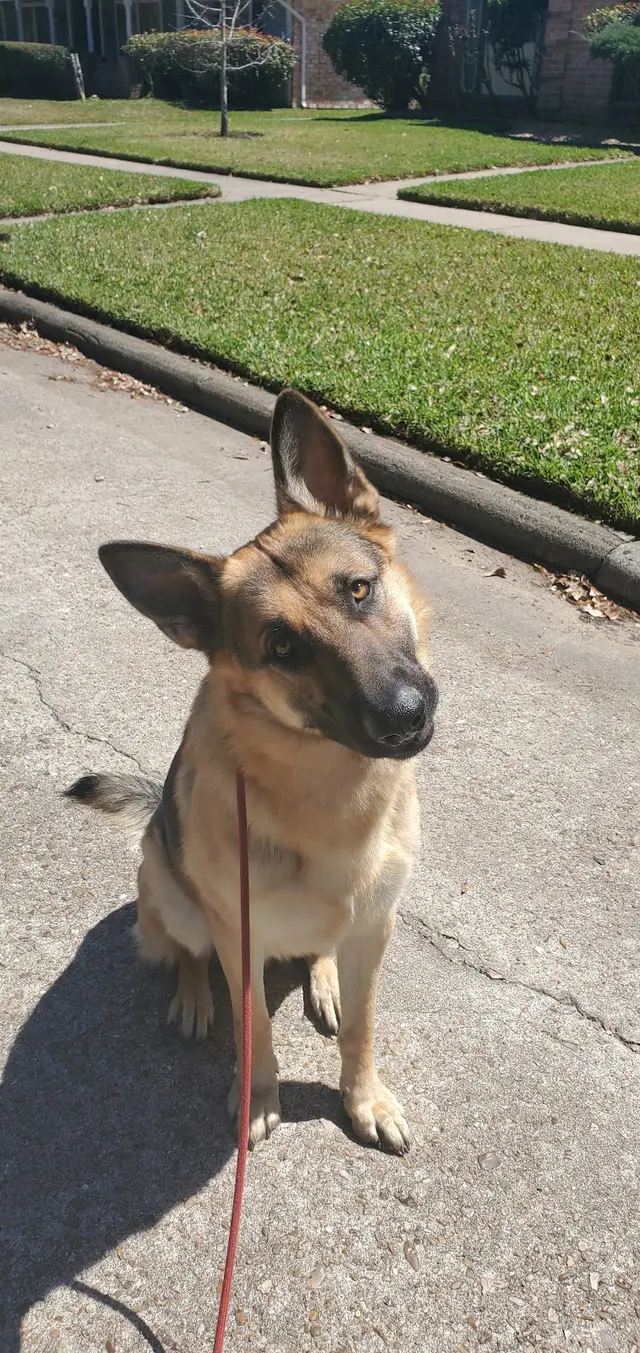 Tail to Tail Training — photo from the business 8